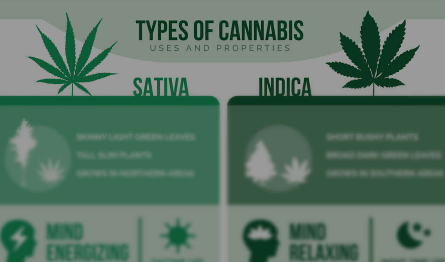 Indica Vs. Sativa | Hempton Farms